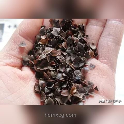 高考后独立归家现象透视：教育与社会韧性
